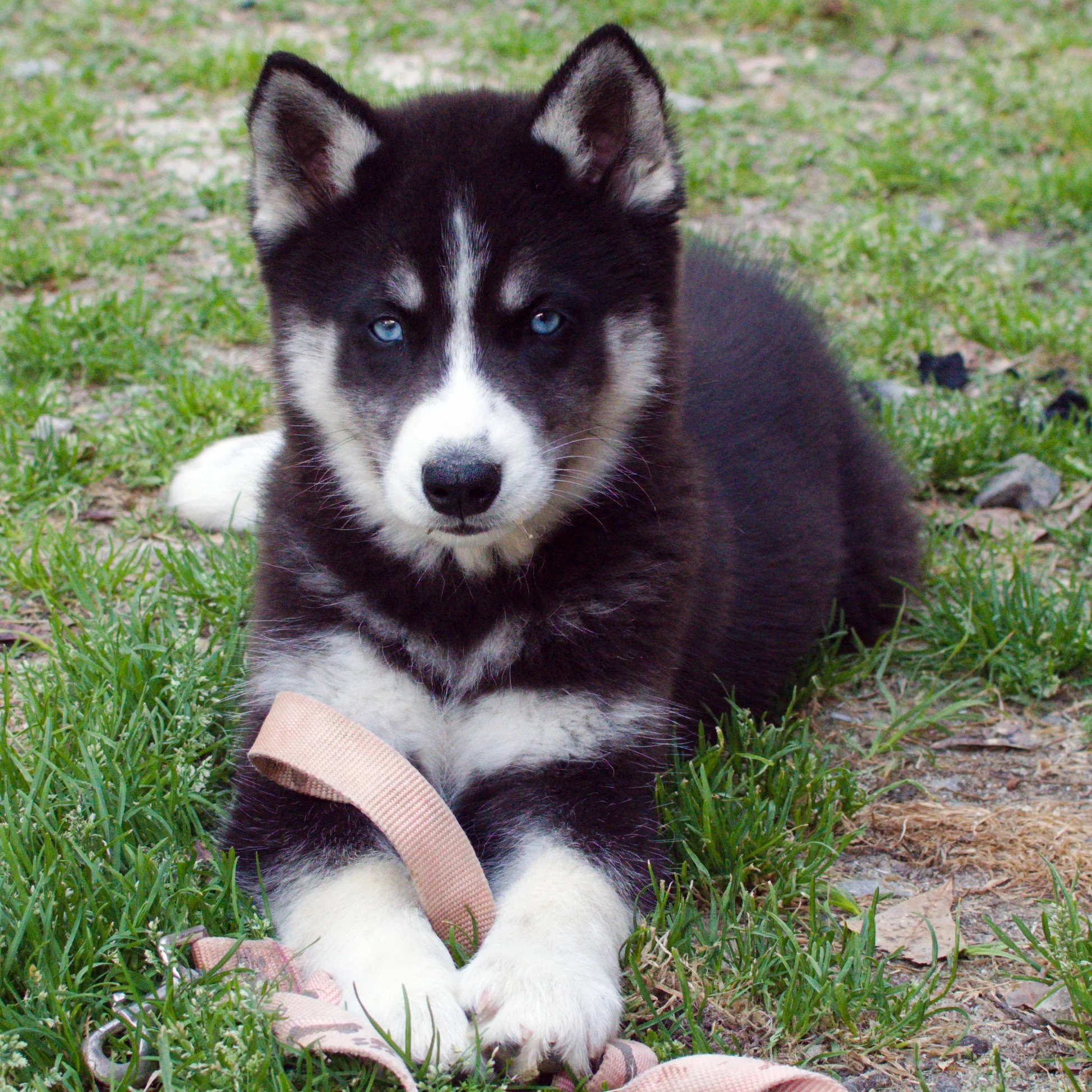 One of our Siberian Husky puppies that is for sale