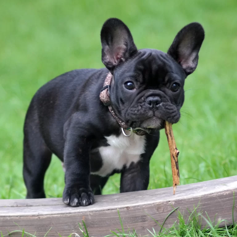 One of our french bulldog puppies for sale
