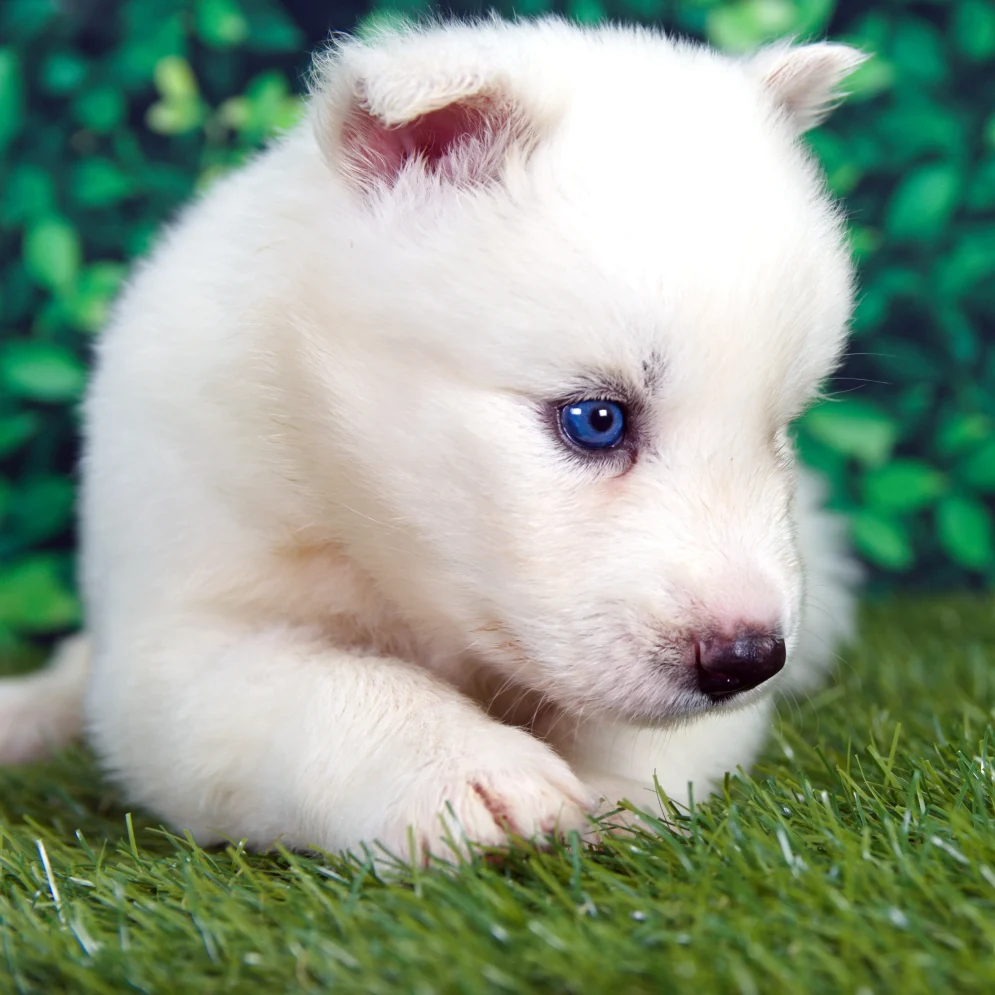 Pure white Siberian Husky female puppy
