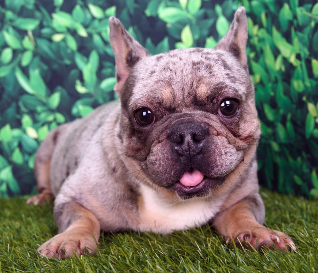 Pepper, one of our Merle frenchie mothers