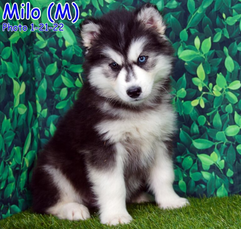 One of our Siberian Husky puppies ready to go home