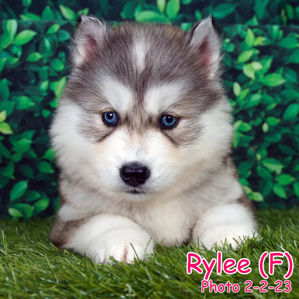 One of our Siberian Husky puppies that is for sale