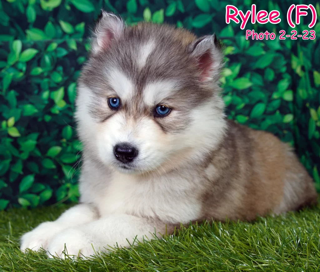 One of our Siberian Husky puppies that is for sale