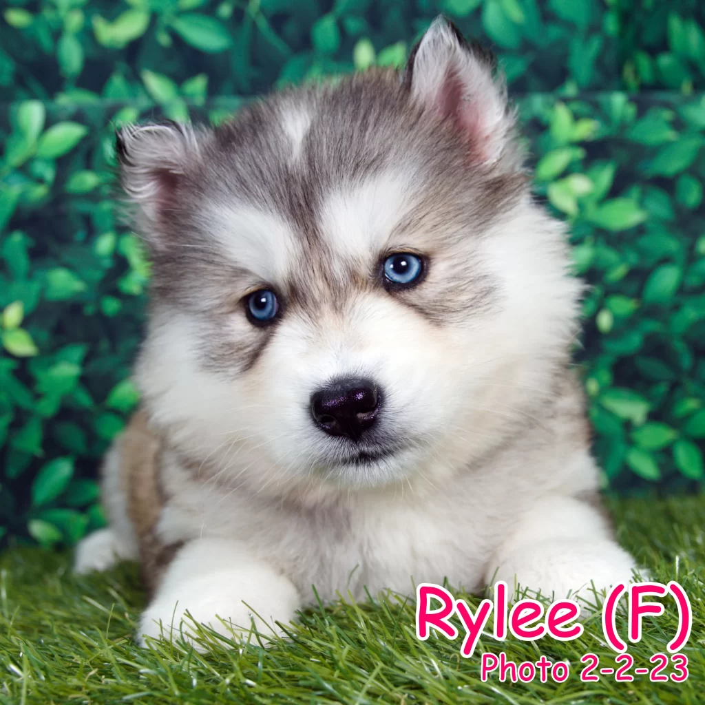 One of our Siberian Husky puppies that is for sale