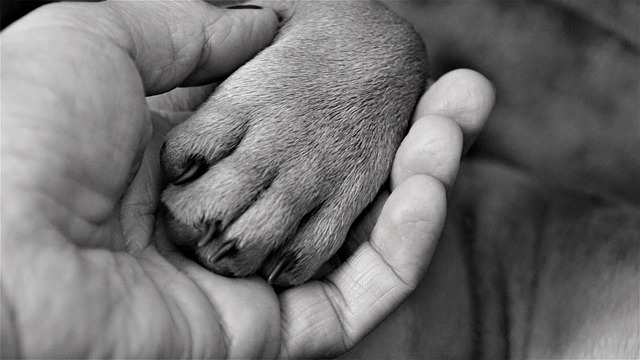 Paw in hand image