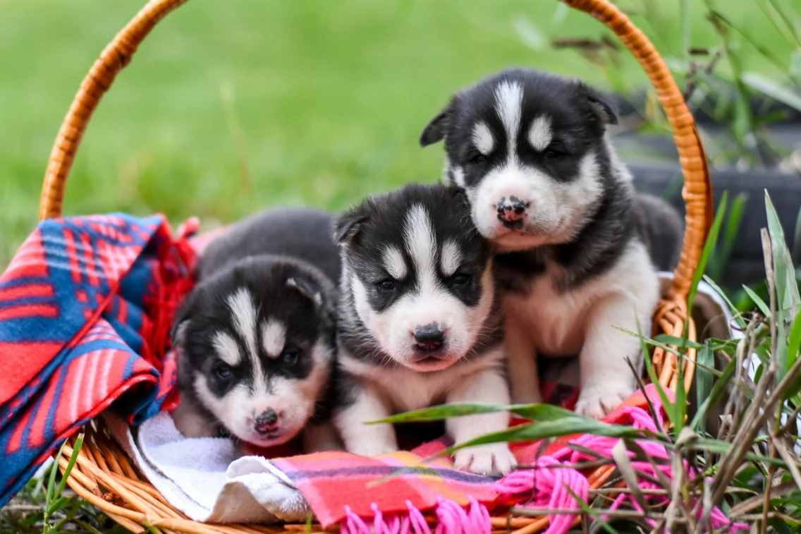 Husky puppies in a basket